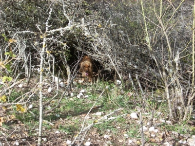 Caccia - Cerca frullo e riporto